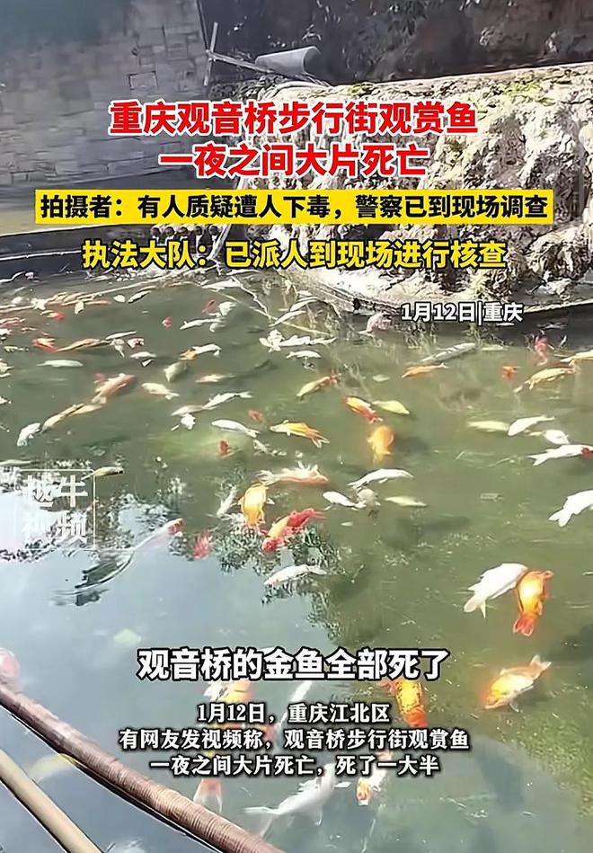 步行街观赏鱼离奇大量死亡事件