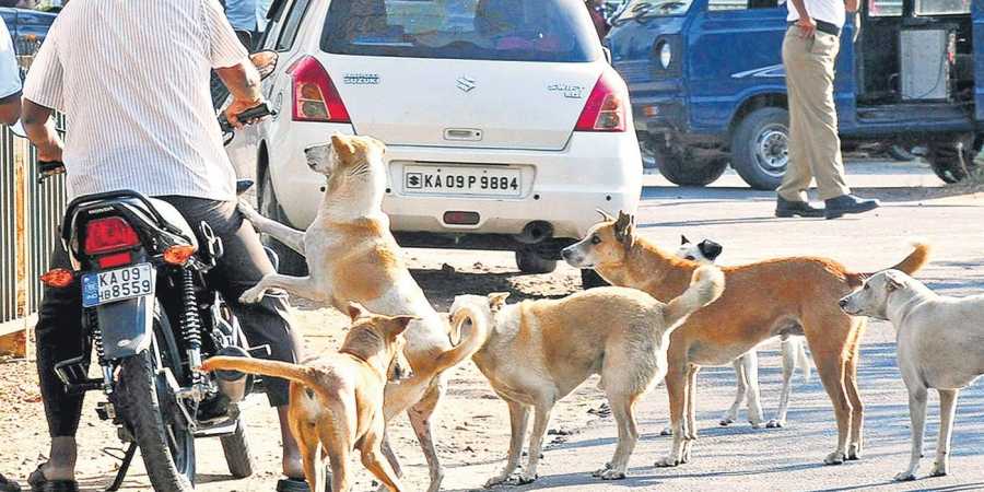 男子狂犬病发作死亡，被狗咬伤四个月后不幸离世